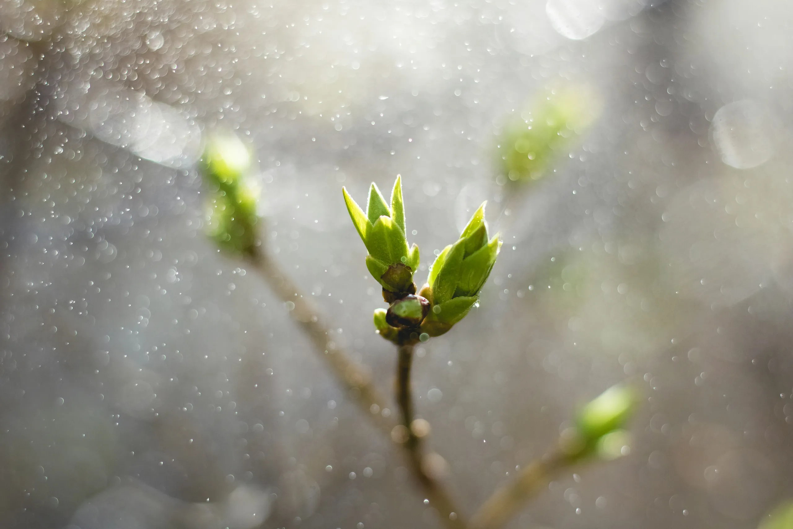 growth